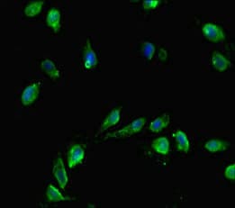 CENPA / CENP-A Antibody