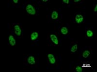 Monoclonal Mouse anti-Human CDC5 / CDC5L Antibody (clone 2136C1a, IF, WB)