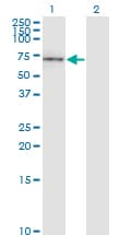 Monoclonal Mouse anti-Human CD19 Antibody (clone 1G3, WB)