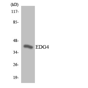 Polyclonal Rabbit anti-Human LPAR2 / EDG4 Antibody (aa261-310, WB)