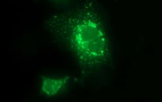 LOH12CR1 Antibody (clone OTI1E1)