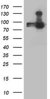 ANAPC2 / APC2 Antibody (clone OTI1B12)