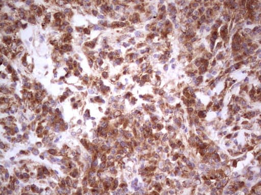 GEMIN8 Antibody (clone OTI4F8)