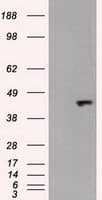 MAPK8 / JNK1 Antibody (clone OTI3B4H9)