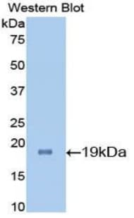 IL7 Antibody (aa26-154, Biotin)