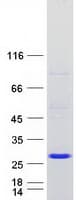 Human PMVK Protein (Recombinant Myc-DDK (Flag))