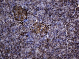 HSPD1 / HSP60 Antibody (clone OTI3A2, Carrier-free)