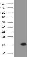 TMEM230 Antibody (clone OTI2C8)