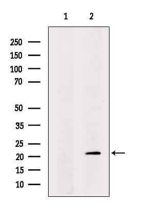 Polyclonal Rabbit anti-Human CCDC53 Antibody (IF, WB)