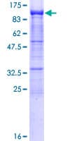 Human PCDHB2 / Protocadherin Beta 2 Protein (Recombinant GST)