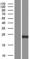 SFTPC / Surfactant Protein C (Over-Expression Lysate Myc-DDK (Flag))