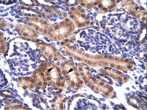 PAX5 Antibody (aa64-113)