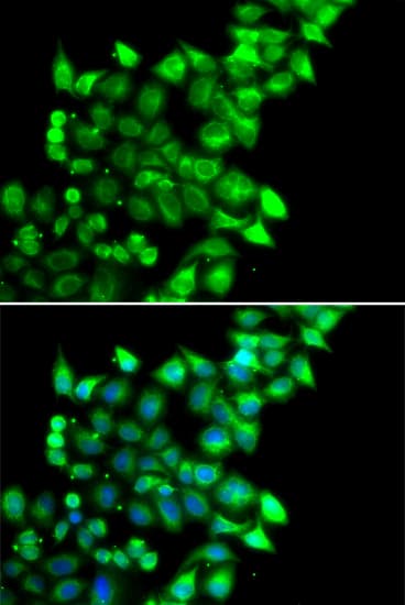 PEG1 / MEST Antibody