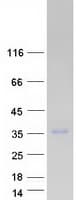 Human PLEKHF2 Protein (Recombinant Myc-DDK (Flag))