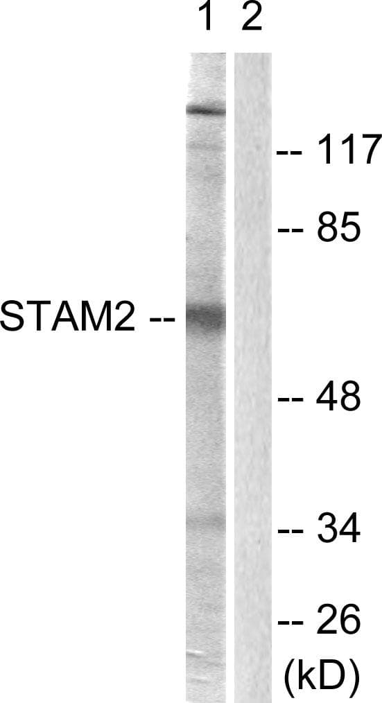 STAM2 Antibody (p192)