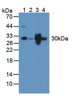 PNPO Antibody (aa1-261, PE)
