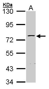 ZNF143 / STAF Antibody (aa409-621)