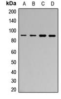 Polyclonal Rabbit anti-Human MARK1+2+3+4 Antibody (Internal, IHC, IF, WB)