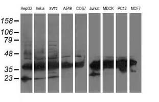 ATG3 Antibody (clone OTI3G3)