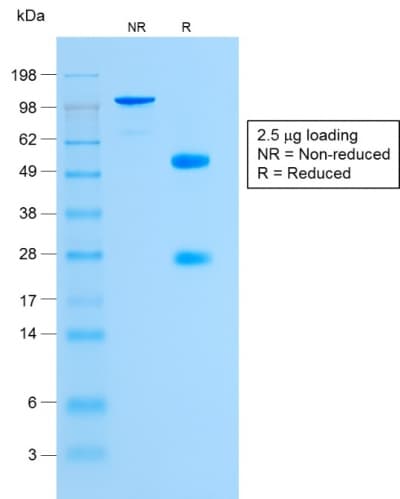 GYPA / CD235a / Glycophorin A Antibody (clone GYPA/1725R, Azide-free, Carrier-free)