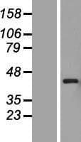 PEX12 Protein (Over-Expression Lysate Myc-DDK (Flag))