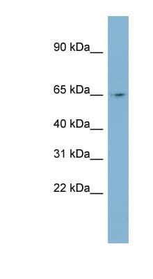Polyclonal Rabbit anti-Human NEURL1 / NEURL Antibody (aa107-156, WB)