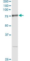 RNPEP Antibody (clone 4E1)