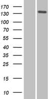 NID2 / Nidogen-2 Protein (Over-Expression Lysate Myc-DDK (Flag))