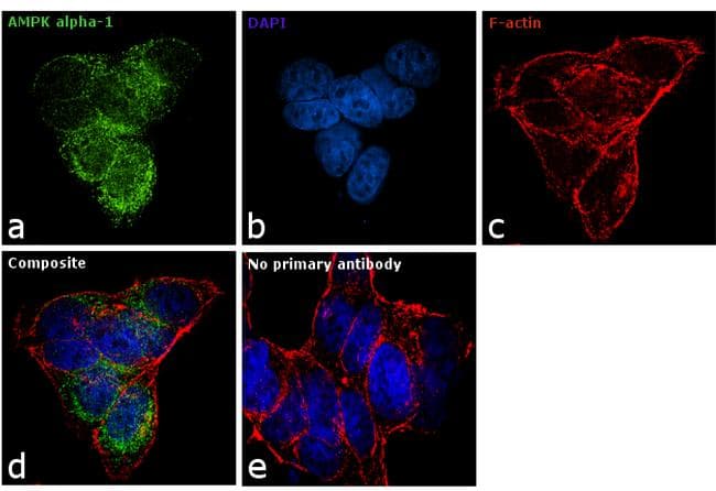 PRKAA1 / AMPK Alpha 1 Antibody (clone 2B7)