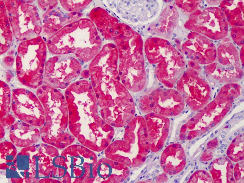 Polyclonal Rabbit anti-Human MRNP41 / RAE1 Antibody (C-Terminus, IHC, WB)
