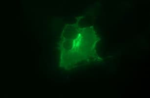 EPCAM Antibody (clone OTI1H9)