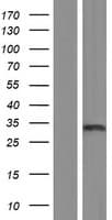 TAF9 Protein (Over-Expression Lysate Myc-DDK (Flag))