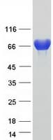 Human TGM3 / Transglutaminase 3 Protein (Recombinant Myc-DDK (Flag))