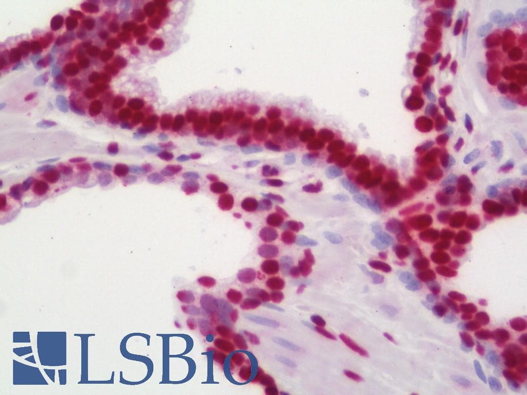 IHC-plus™ Polyclonal Rabbit anti-Human Histone H4 Antibody (Lys16, IHC, IF)