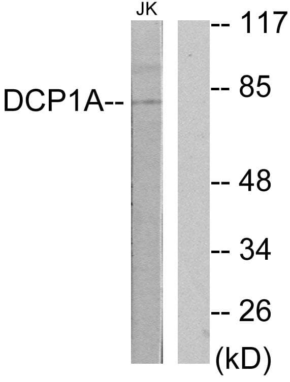 SMIF / DCP1A Antibody