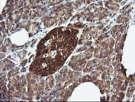 DNM1L / DRP1 Antibody (clone OTI4B5)