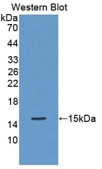 Oxytocin Antibody (Biotin)