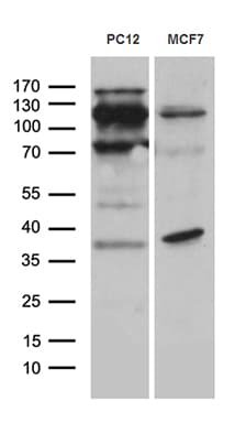 REV1 Antibody (aa1079-1251, clone OTI1E12, Carrier-free)