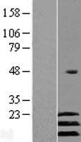 ATF3 Protein (Over-Expression Lysate Myc-DDK (Flag))