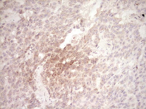 SPP1 / Osteopontin Antibody (aa17-314, clone OTI5E4)