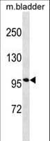 ENPP1 Antibody (aa29-57)
