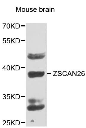ZNF187 Antibody
