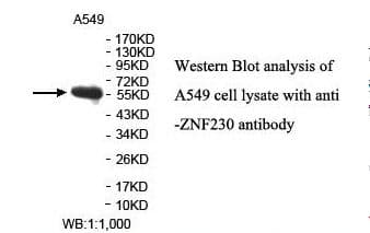 ZNF230 Antibody (aa66-294)