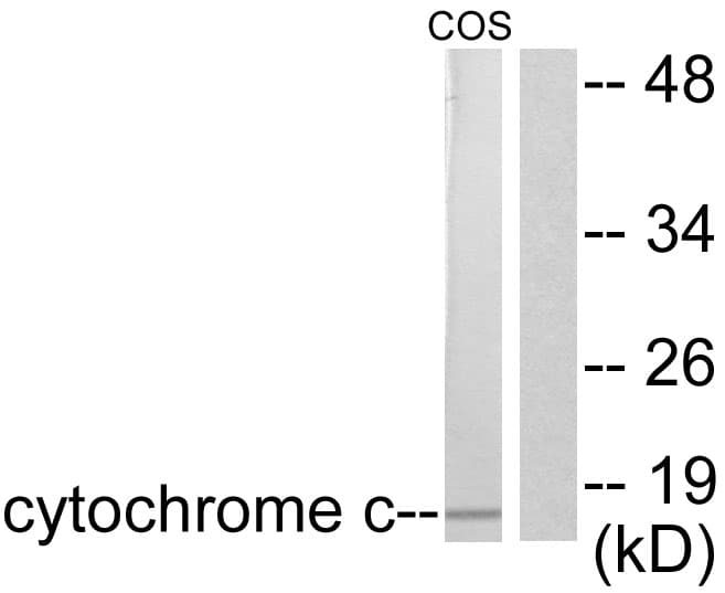 CYCS / Cytochrome c Antibody (aa10-59)