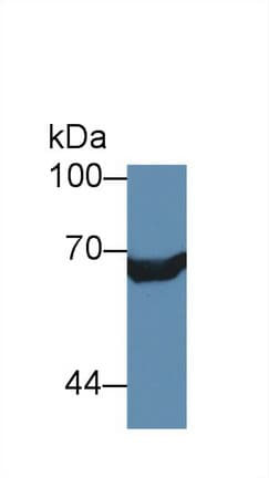 XRCC6 / Ku70 Antibody (aa319-538, APC)