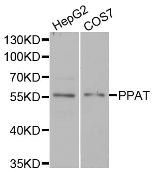 PPAT Antibody