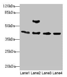 Polyclonal Rabbit anti-Mouse ACTA1 / Skeletal Muscle Actin Antibody (IHC, WB)