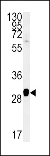 SEC31B Antibody (aa1076-1104)