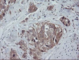TRAPPC4 / Synbindin Antibody (clone OTI2E1)
