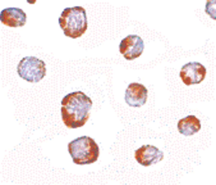 IHC-plus™ HINT / HINT1 Antibody